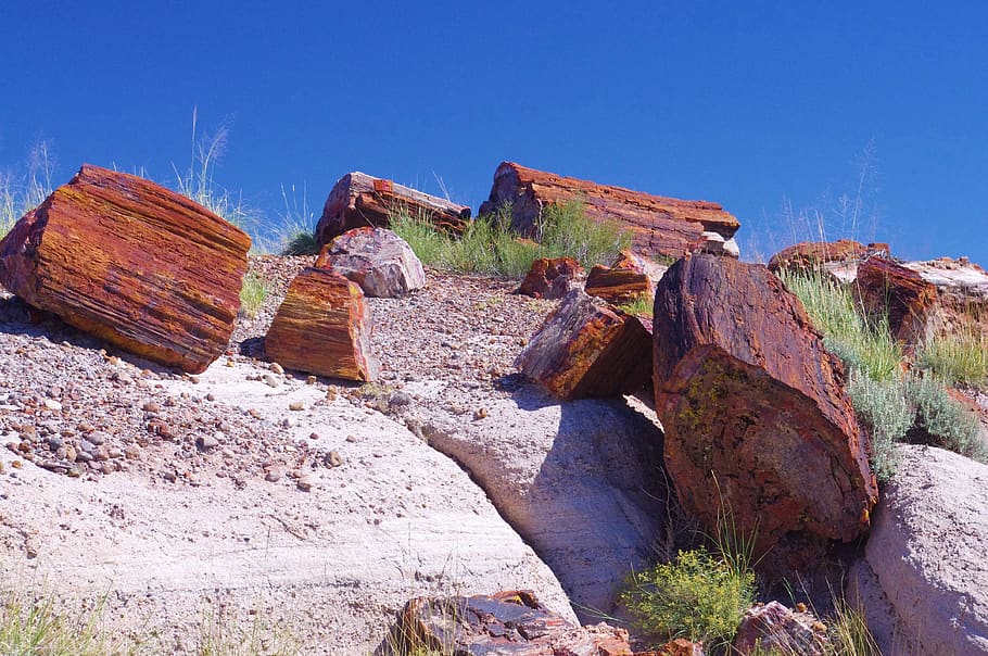 petrified forest national park, colorful, wood, opal wood, fossil, HD wallpaper