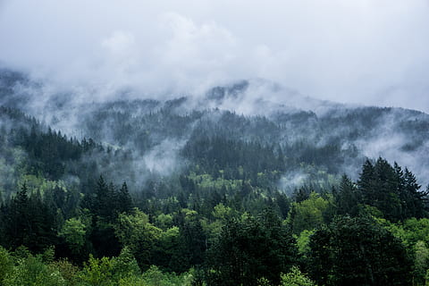 canada, squamish, trees, mist, clouds, mountains, plant, beauty in nature HD wallpaper