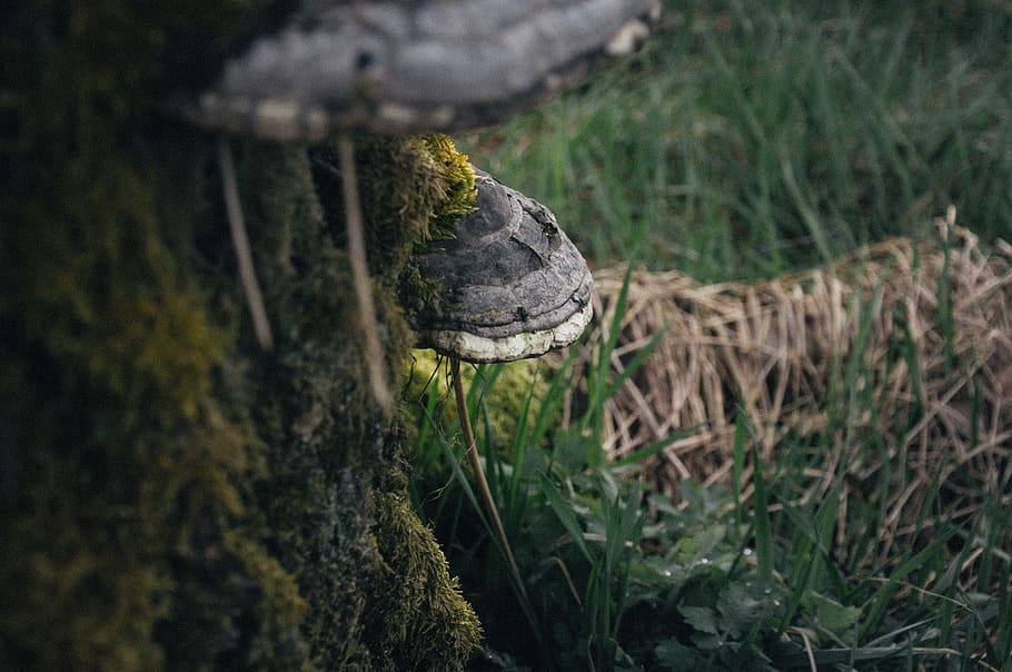 sweden, mushroo, macro, green, grass, wood, tree, forrest, cool HD wallpaper