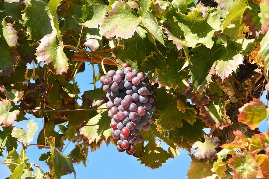 leaf, grape, fruit, nature, leaves, wine, grapes, healthy, autumn HD wallpaper