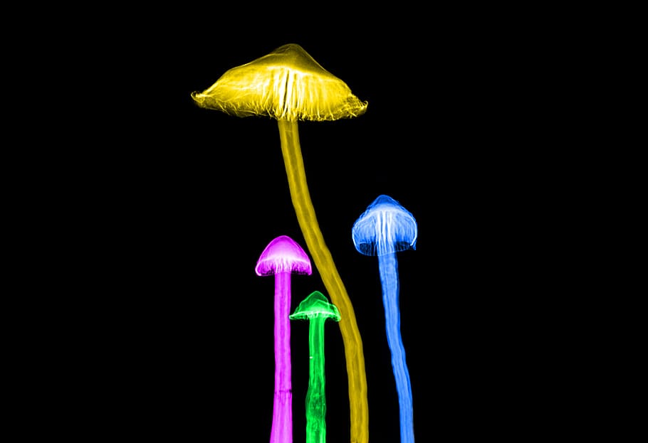 Glowing Mushroom Background Images HD Pictures and Wallpaper For Free  Download  Pngtree