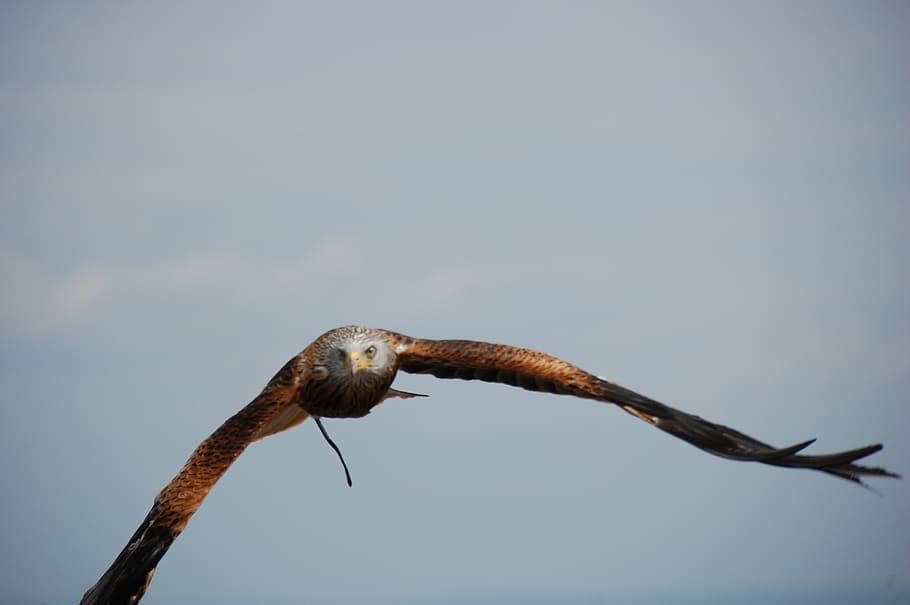 bird, raptor, flight, nature, bird of prey, flying, wing, sky HD wallpaper