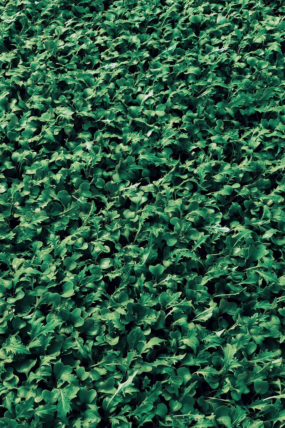 nature, green, leaf, vegetable, agriculture, pattern, green color HD wallpaper