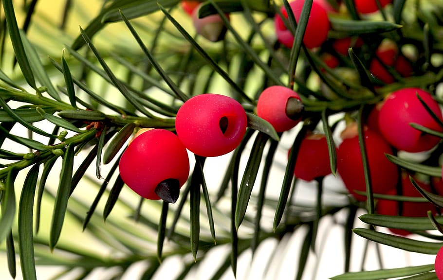 bush, pine, cis, food, gil, red fruits, green needle, nature HD wallpaper