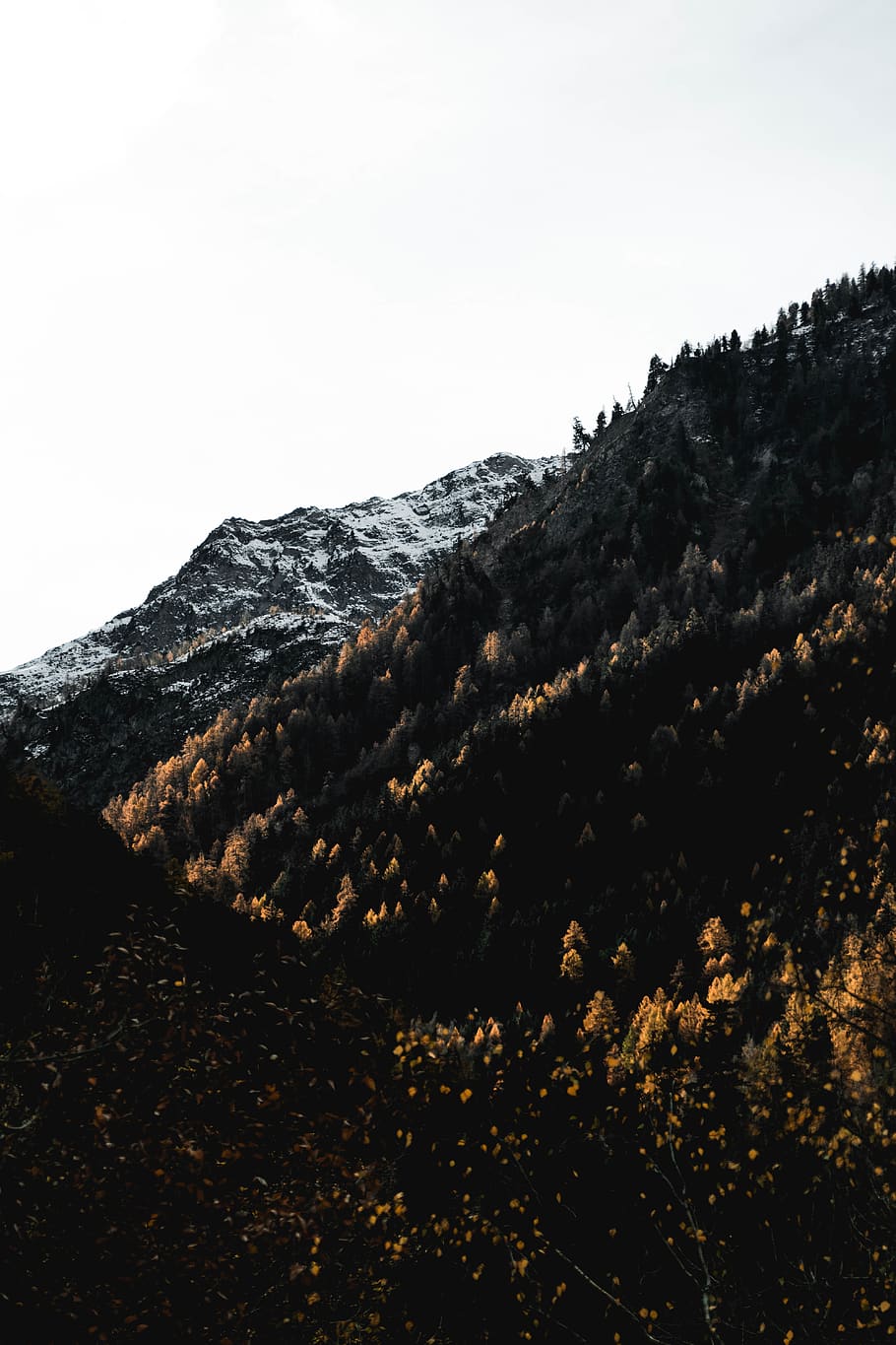 trees on mountain, nature, plant, abies, fir, outdoors, slope HD wallpaper