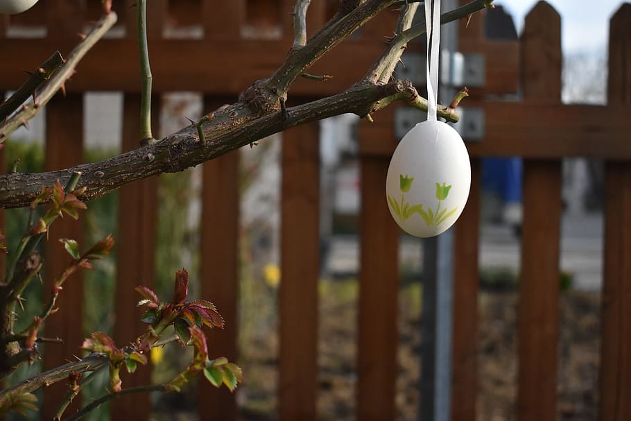 easter, garden, spring, nature, flower, hanging, focus on foreground HD wallpaper