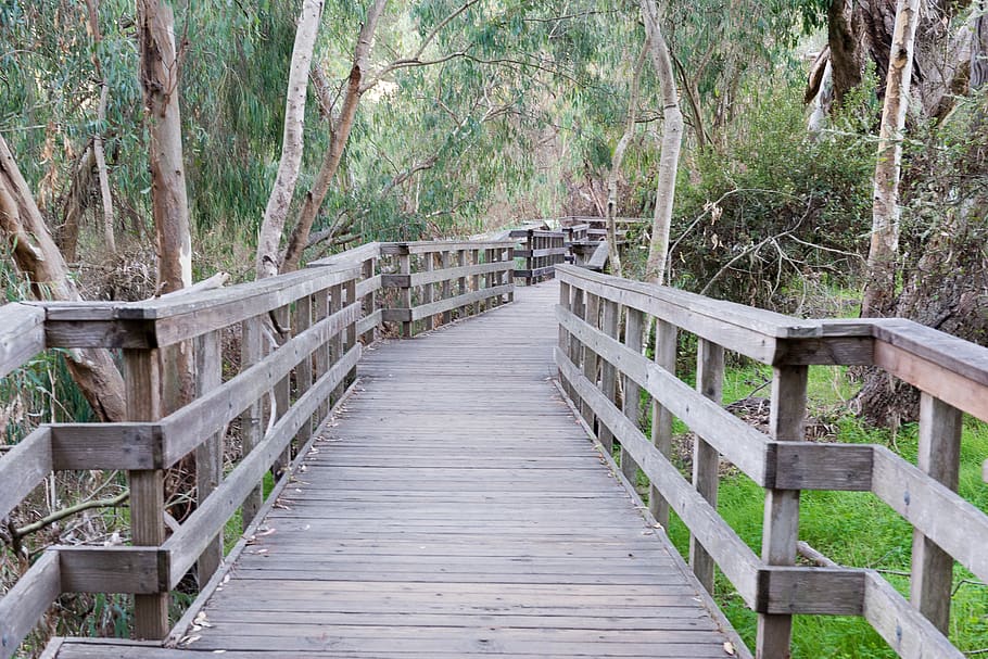path, trees, boardwalk, marsh, wood - material, direction, the way forward HD wallpaper