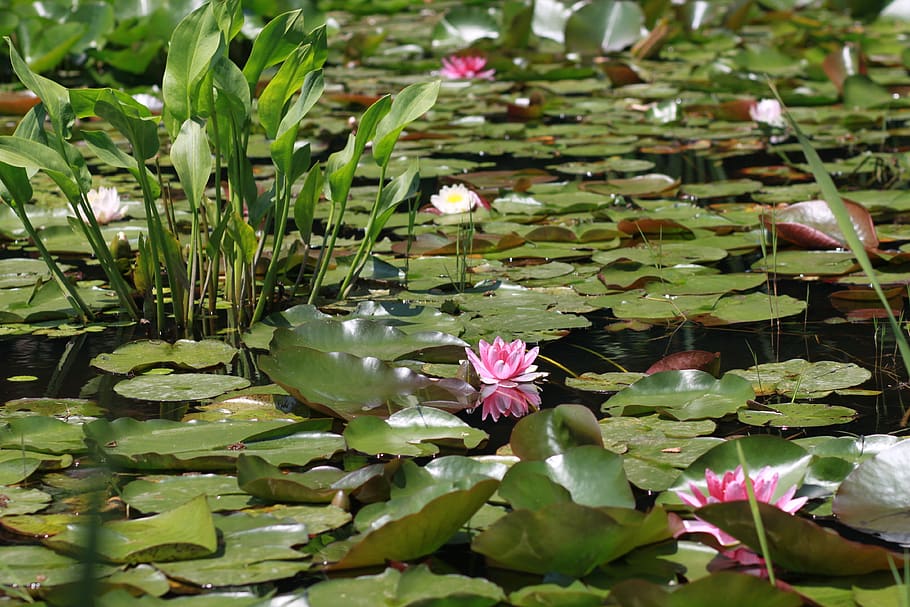 flowers, plants, lily, leaf, lotus, buddhism, pond, pond floral HD wallpaper