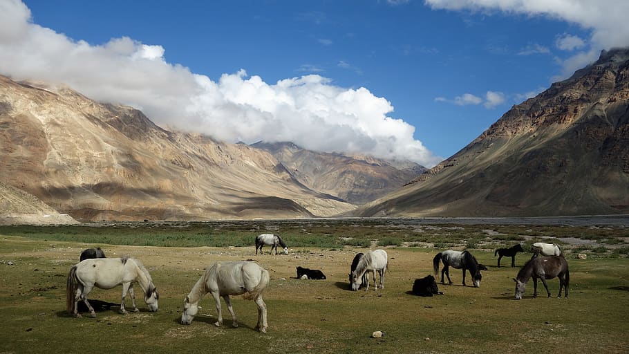 himachal, spiti, horses, himalayas, travel, mountains, nature, HD wallpaper