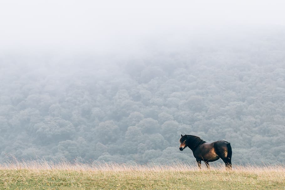 black, fields, fog, grass, gray, green, horses, animal themes HD wallpaper