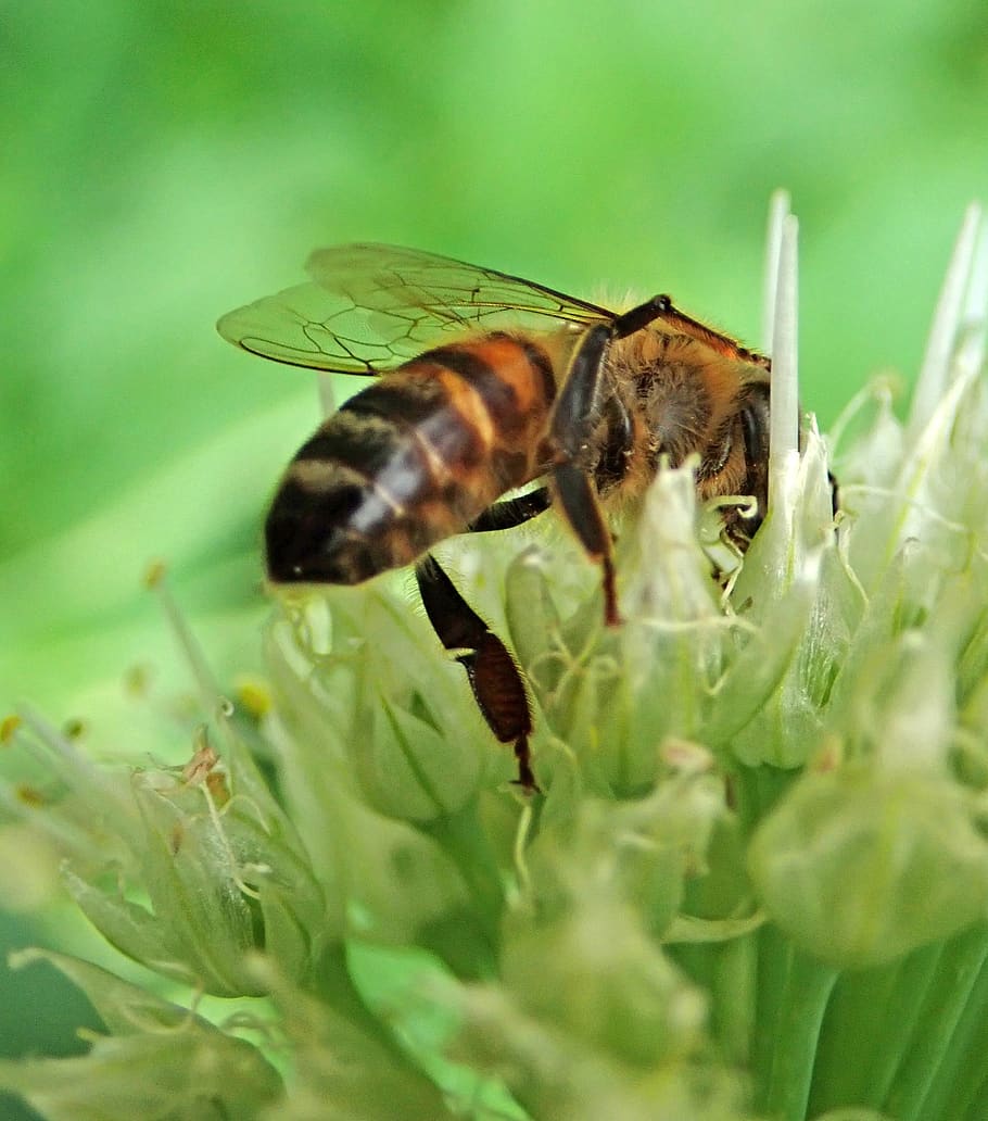 bee, insect, pollen, onion flower, garden, nature, animal themes HD wallpaper