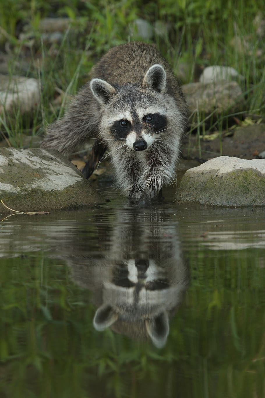 animal themes, one animal, mammal, animal wildlife, animals in the wild HD wallpaper