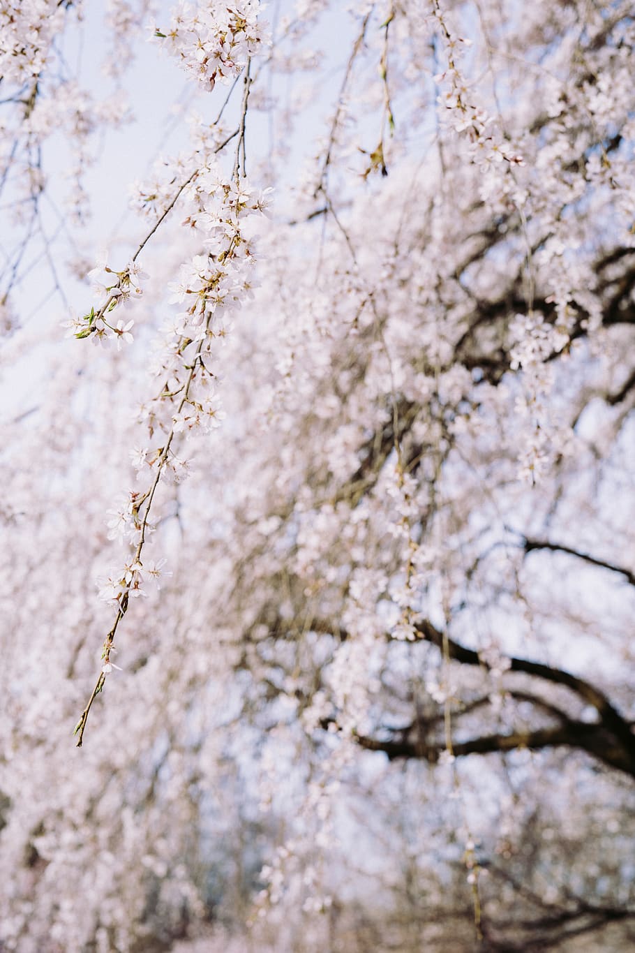 cherry blossom trees, plant, flower, flowering plant, springtime HD wallpaper
