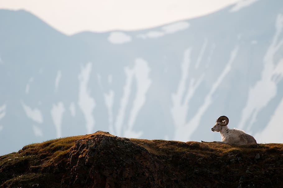 sheep, dall, ram, wildlife, nature, mountains, mt mckinley HD wallpaper