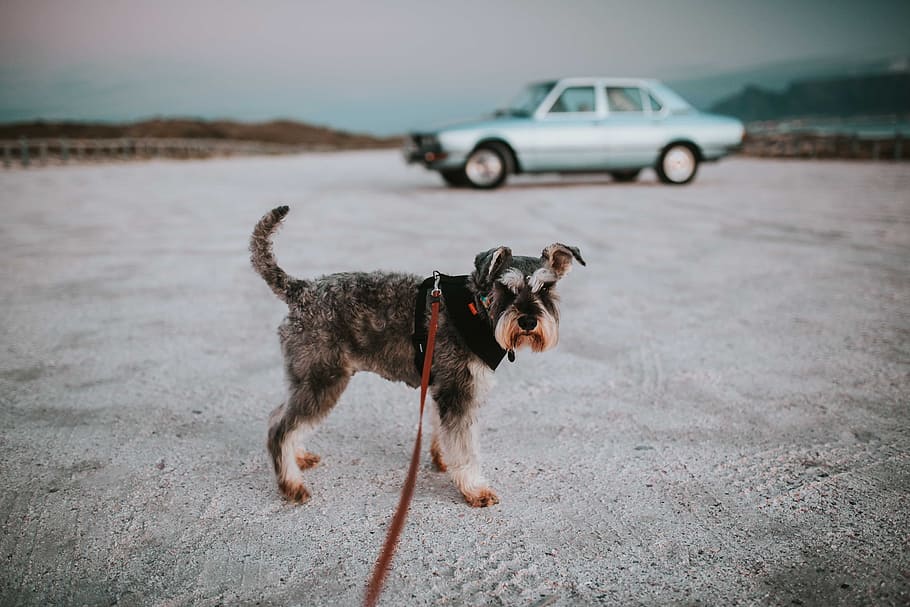 long-coated grey and black dog with leash, car, schnauzer, pet, HD wallpaper