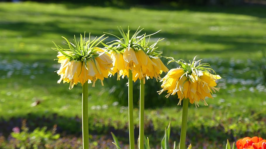 flower, spring, nature, flowers, blooms at, flora, color, beauty HD wallpaper