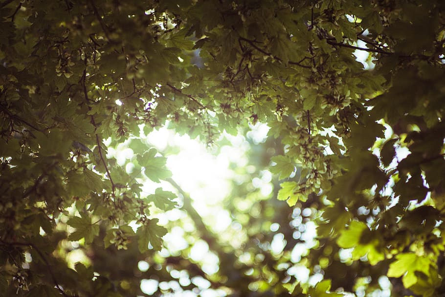 trees, leaves, summer, sun, bokeh, blur, background, sky, flare HD wallpaper