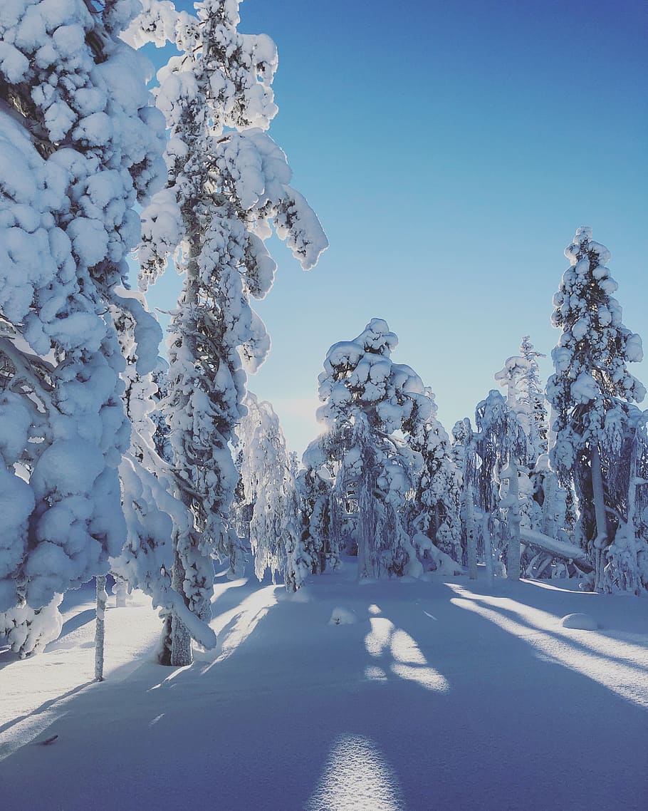 trees covered in snow, cold temperature, winter, beauty in nature HD wallpaper