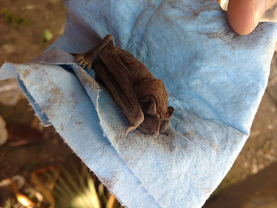 bat, rescue, animal, help, close-up, day, leaf, human body part HD wallpaper
