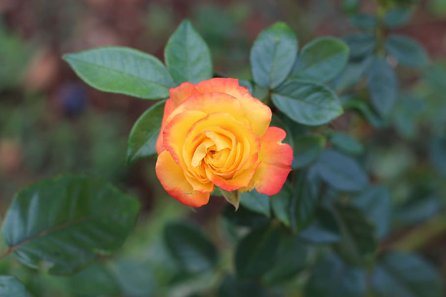 multicolor, rose, flower, multicolored, garden, nature, petal HD wallpaper