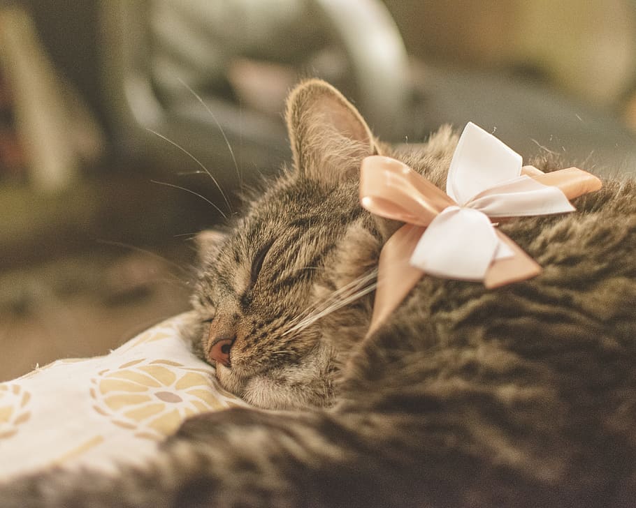 sleeping brown tabby cat, gift, asleep, leisure activities, cushion HD wallpaper