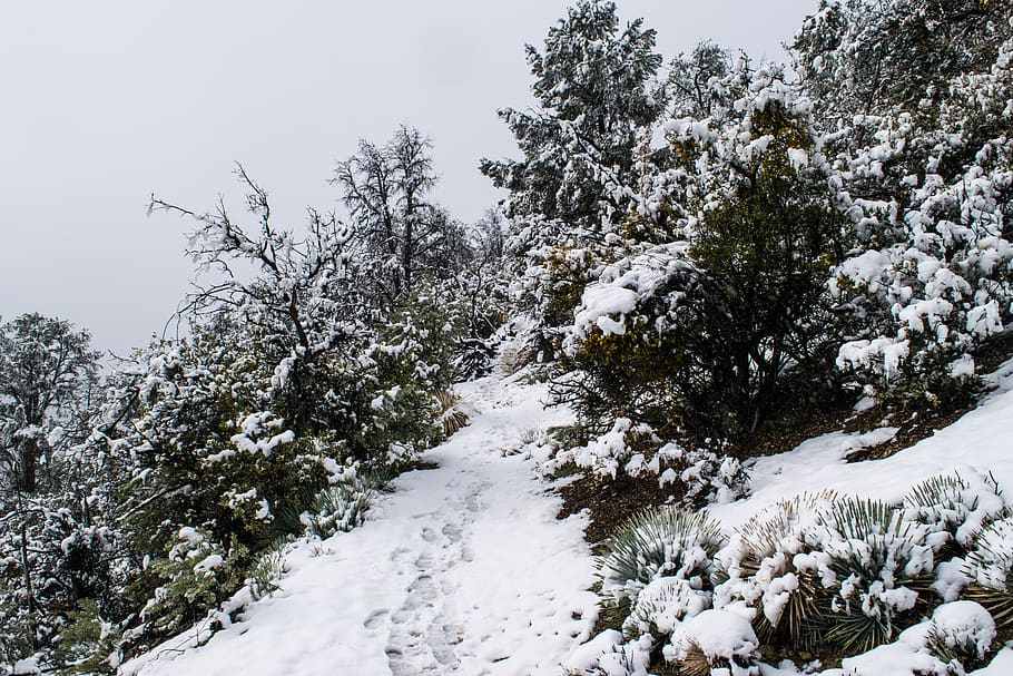 green trees covered with snow, plant, fir, abies, conifer, pine HD wallpaper