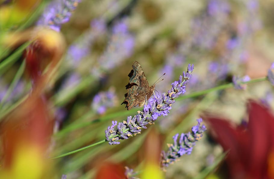 butterfly, lavender, insect, summer, flower, garden, plant HD wallpaper