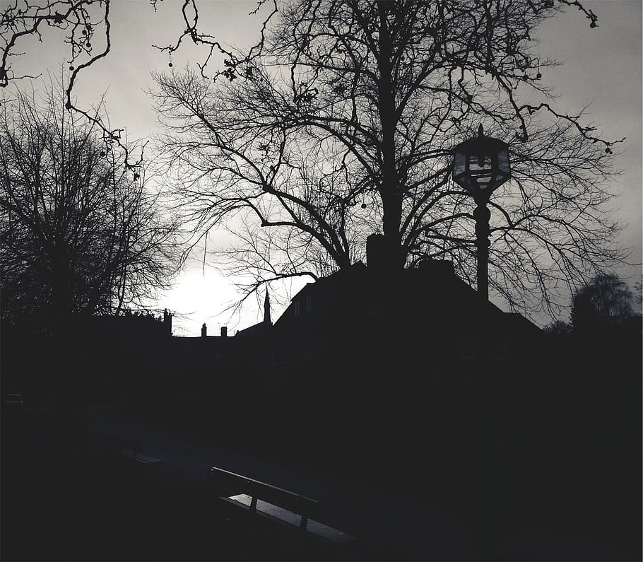 lamp post, benches, path, black and white, trees, winter, silhouette HD wallpaper