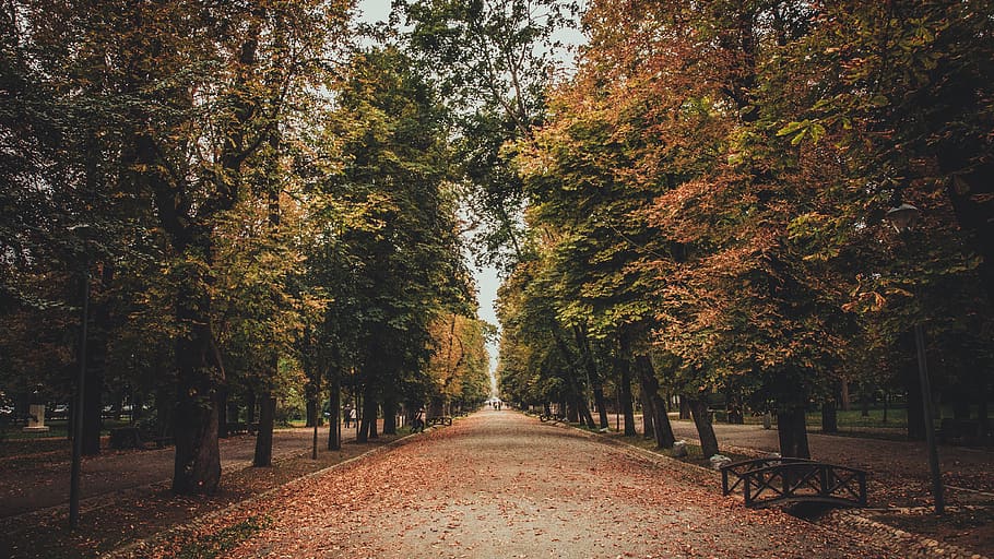 Pathway Surrounded by Trees, daylight, environment, landscape HD wallpaper