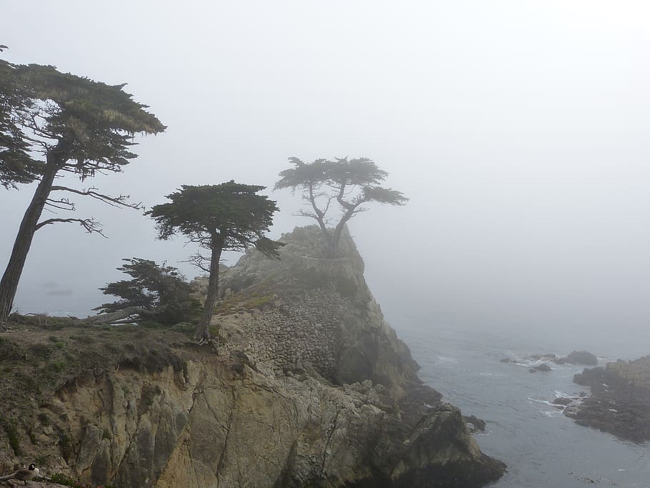 carmel by the sea, fog, tree, 7 miles drive, plant, beauty in nature, HD wallpaper