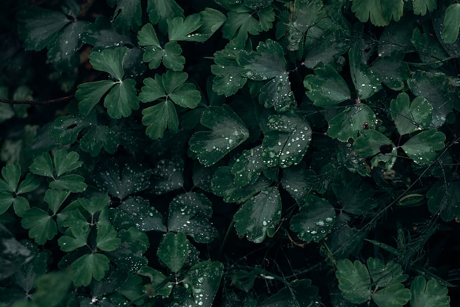 growth, leaf, plant part, green color, drop, wet, water, beauty in nature HD wallpaper