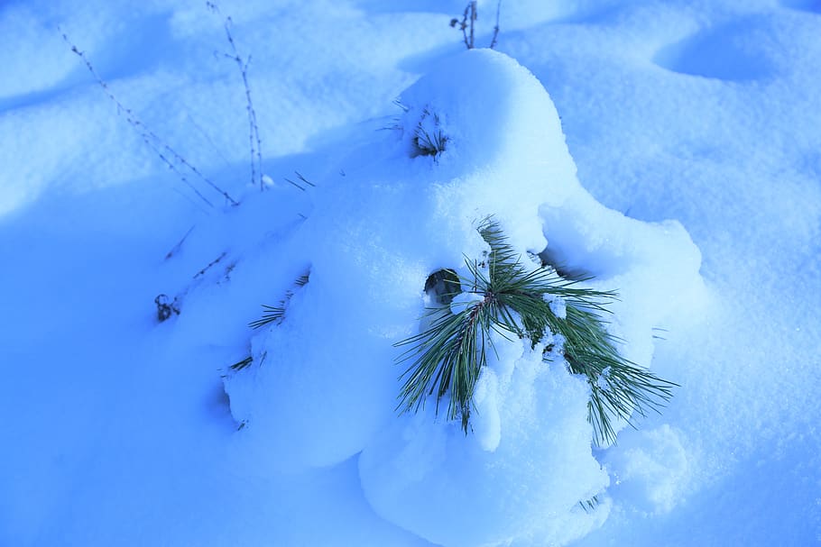 snow, winter, nature, cold, pine, pine seedlings, white, trees HD wallpaper