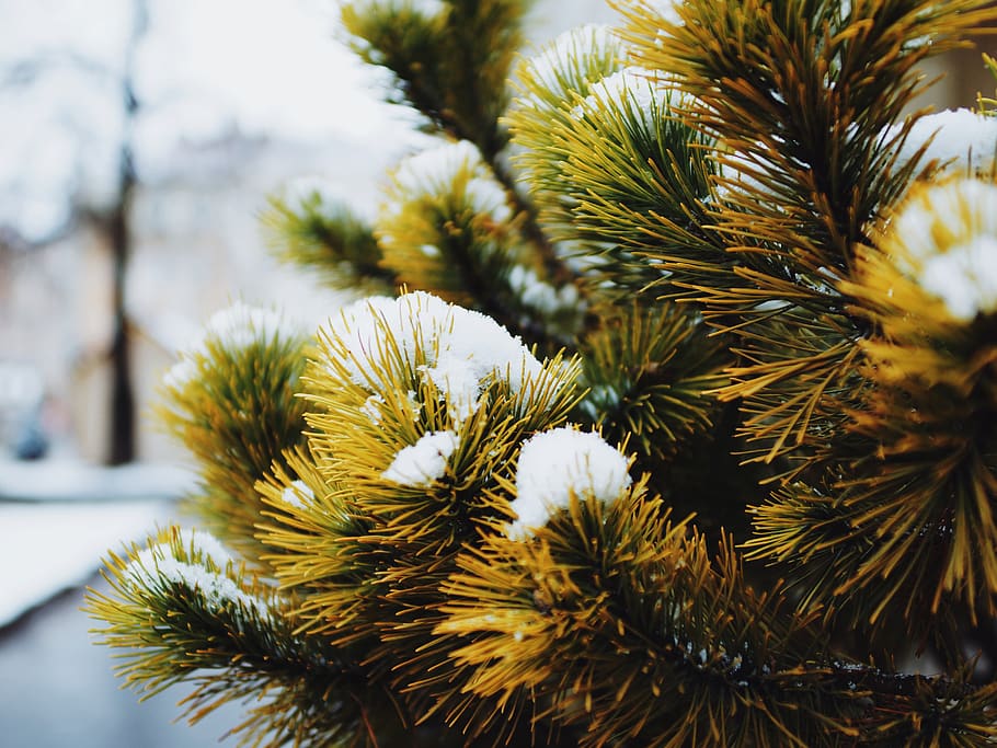snow covered pine tree, green, color, winter, cold, plant, focus on foreground HD wallpaper