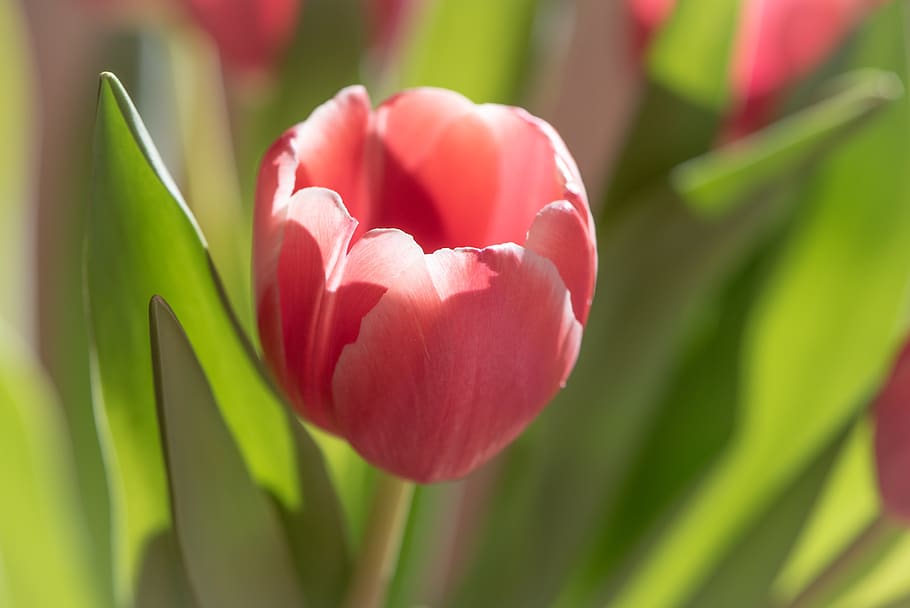 tulip, flower, spring, spring flower, garden, plant, nature HD wallpaper