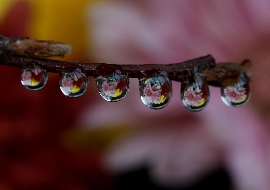 drops, wet, dew, plant, water, macro, close-up, selective focus HD wallpaper