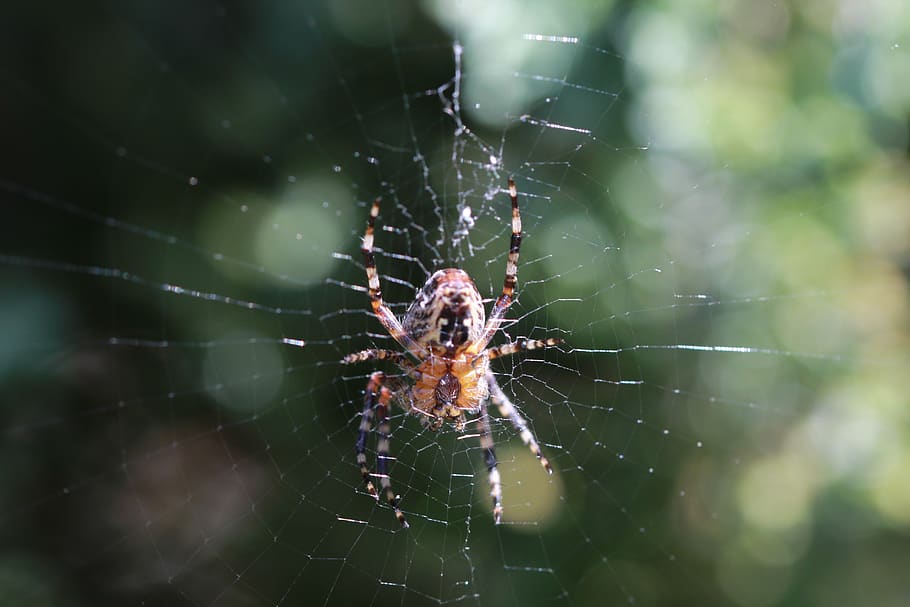 araneus, web, garden, close up, summer, spider web, fragility HD wallpaper