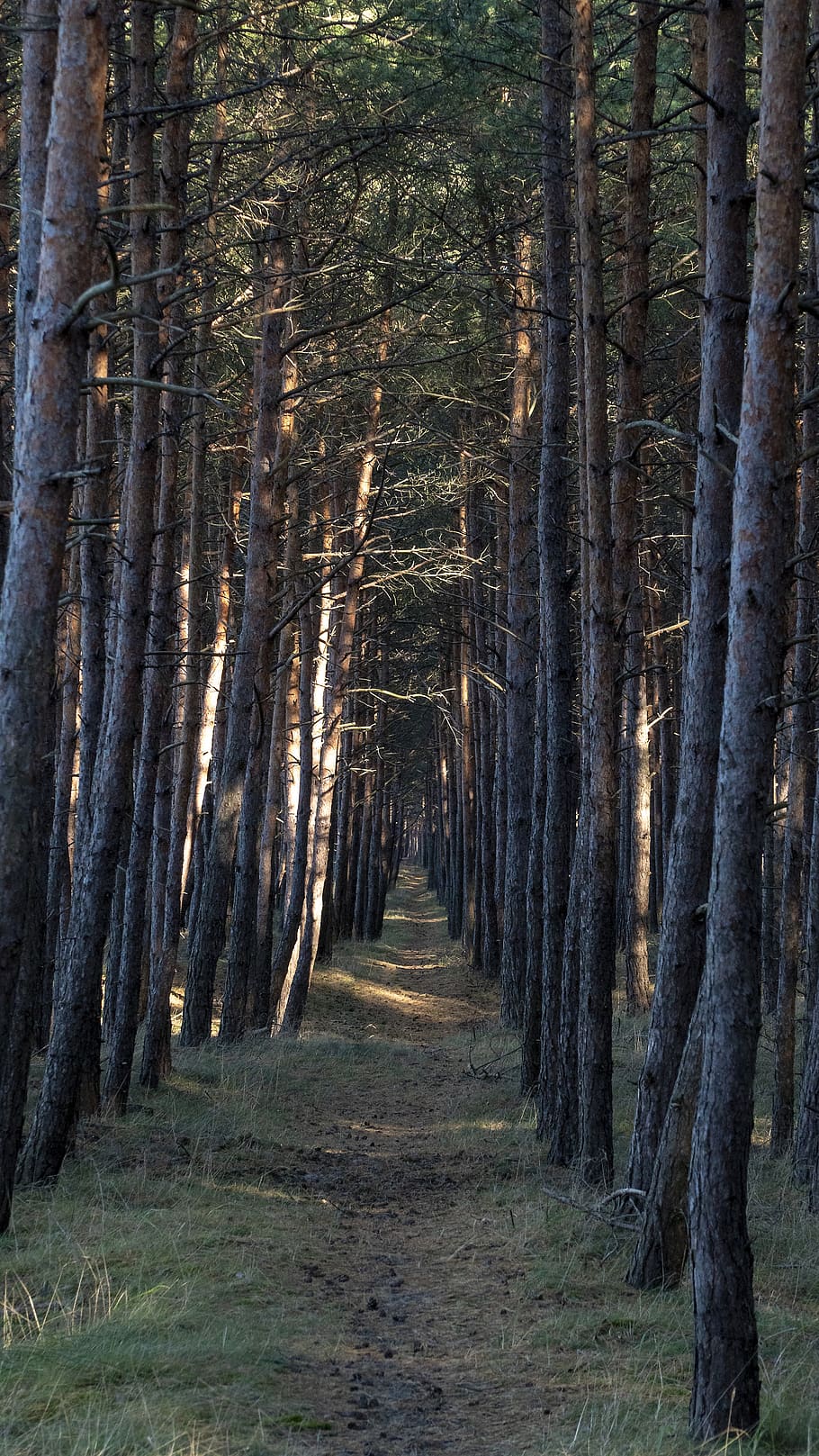 forest, path, goal, road, trees, nature, away, landscape, trail HD wallpaper