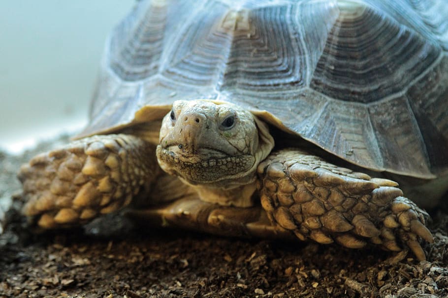 brown turtle close up photo, reptile, animal themes, animal wildlife HD wallpaper