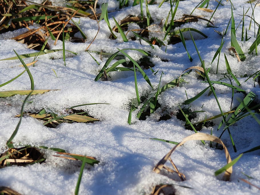 grass, snow, winter, nature, cold, ice, spring, meadow, green HD wallpaper