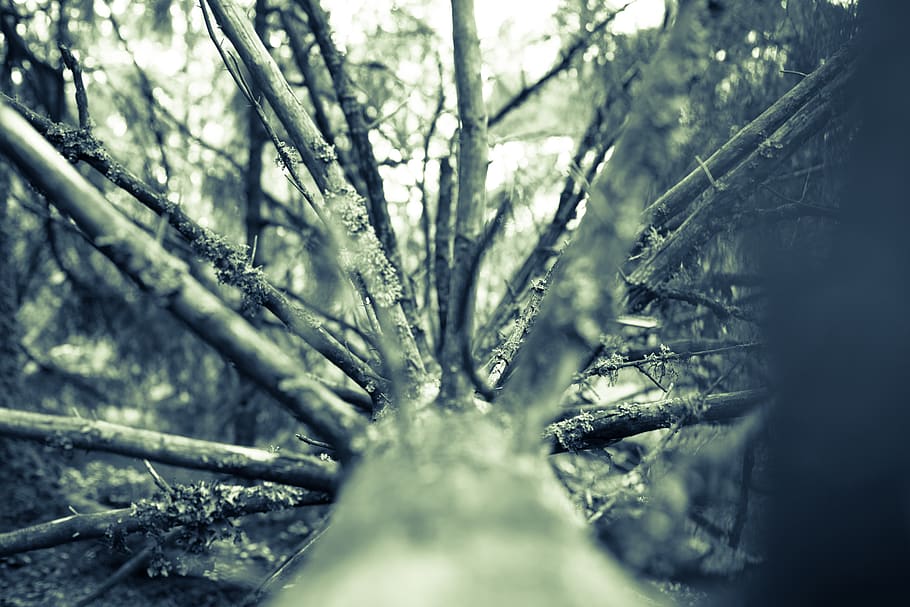 tranby, tree, plant, forest, nature, land, no people, day, selective focus HD wallpaper
