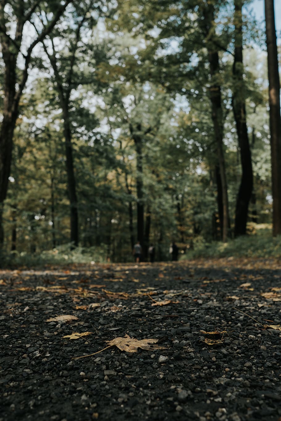 green leafed trees, nature, forest, flora, vegetation, plant HD wallpaper