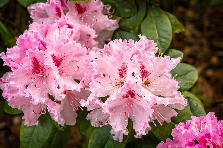 rhododendron, blossom, bloom, spring, pink, tender, flowers HD wallpaper