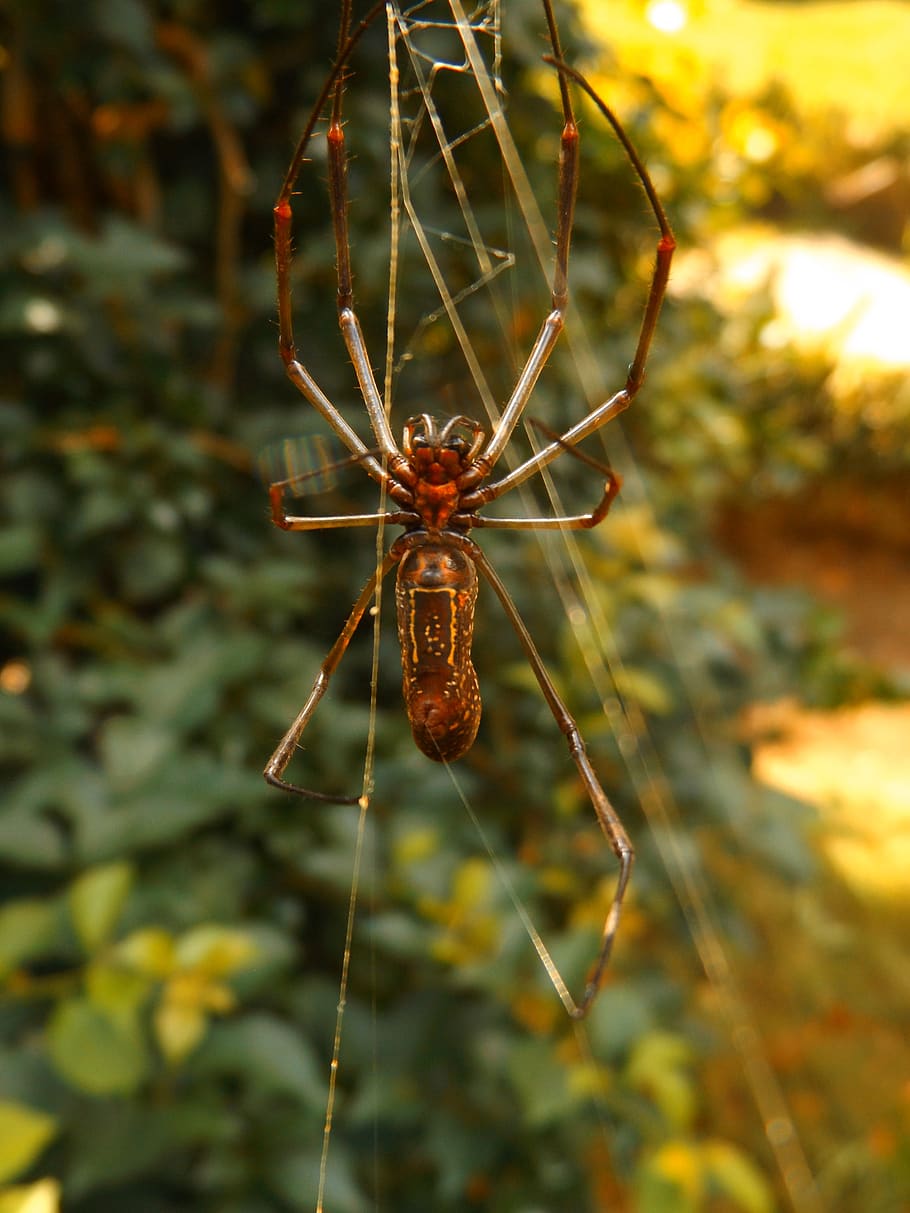 spider, fabric, garden, focus on foreground, close-up, one animal HD wallpaper