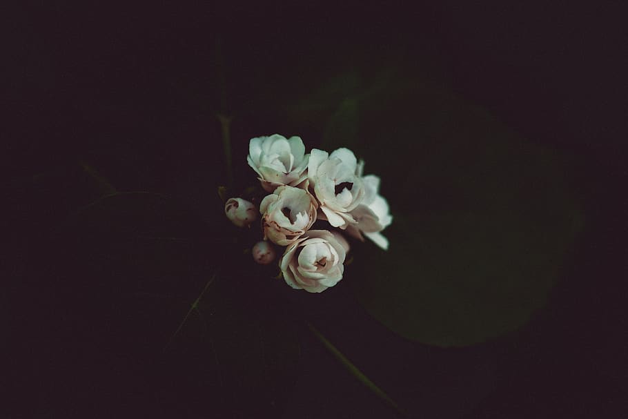 white flowers, flowering plant, beauty in nature, fragility, vulnerability HD wallpaper