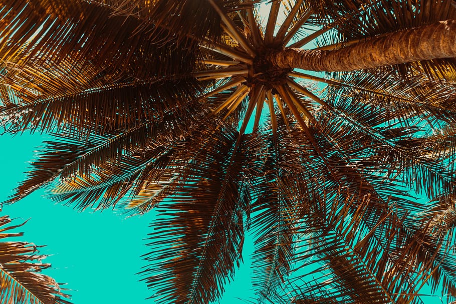 trees, landscape, nature, water, clouds, sky, forest, atmosphere HD wallpaper