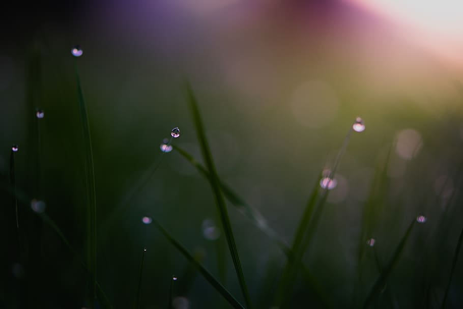 grass, dew, rain drop, winter, bokeh, wet, water, plant, beauty in nature HD wallpaper