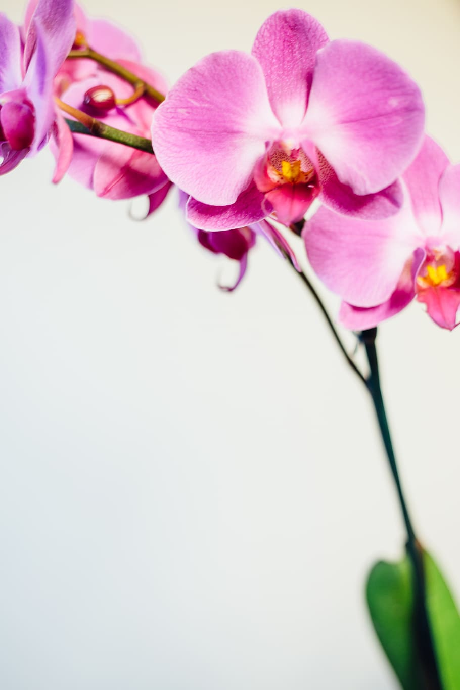 flower, orchid, floral, flowering plant, fragility, beauty in nature, HD wallpaper