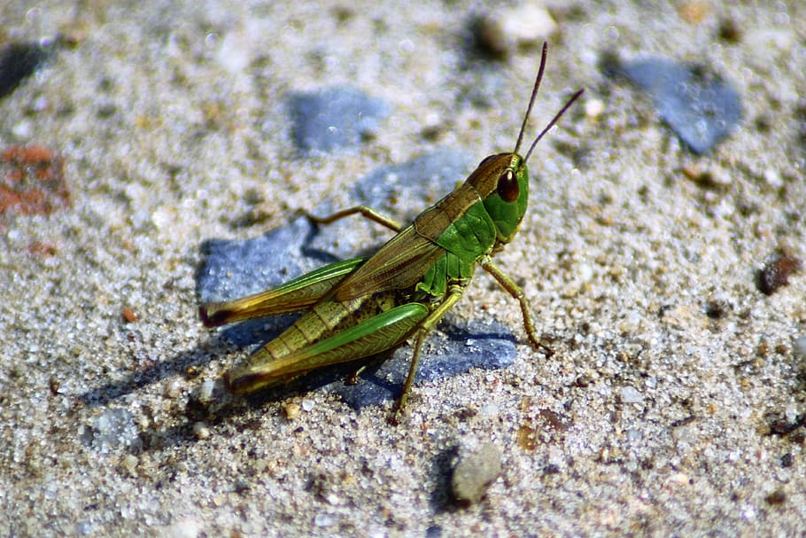 grasshopper, nature, summer, animal themes, one animal, animals in the wild HD wallpaper