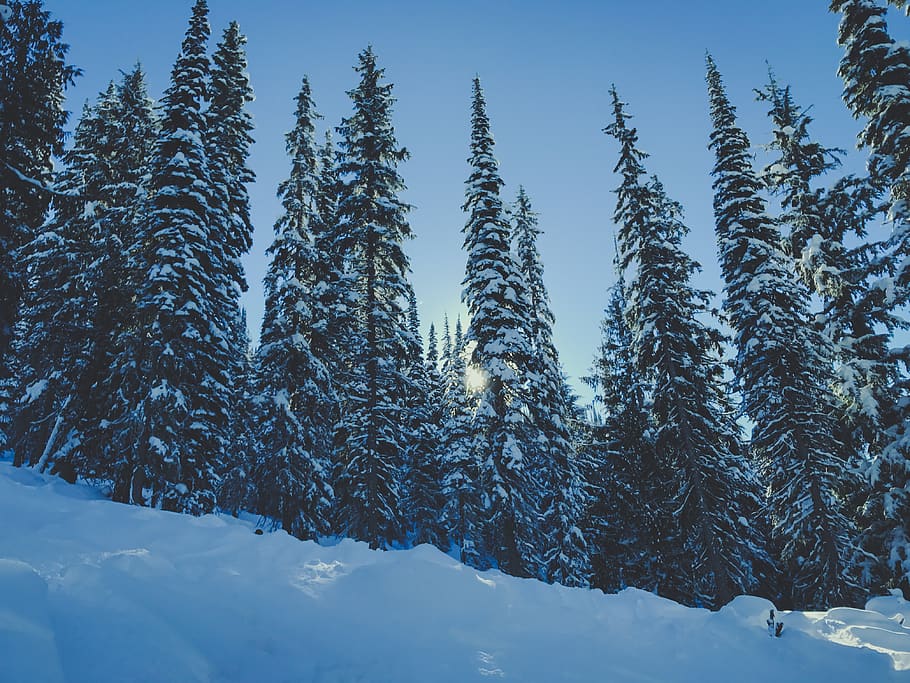 pine tree covered with snow, cold temperature, winter, plant HD wallpaper