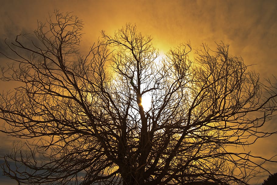 tree, dawn, landscape, nature, branch, wood, sun, environment HD wallpaper